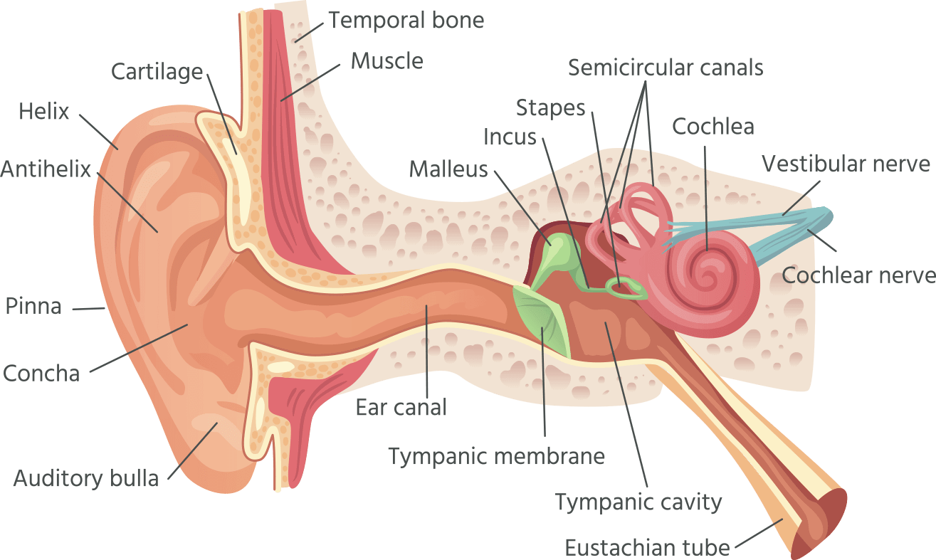 graphic-ear-anatomy